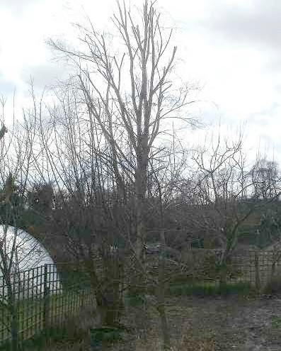 Birch tree after